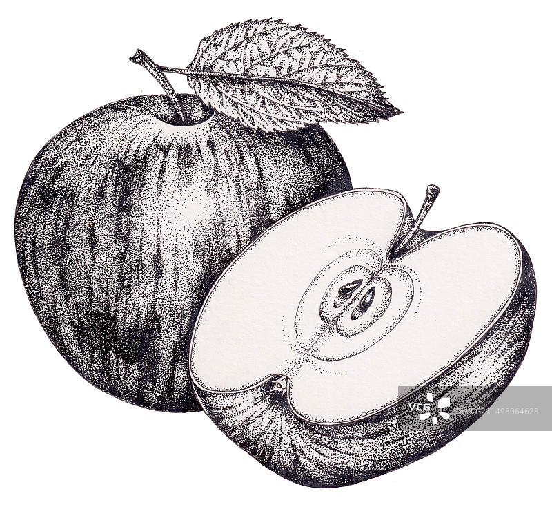 苹果插画图片素材