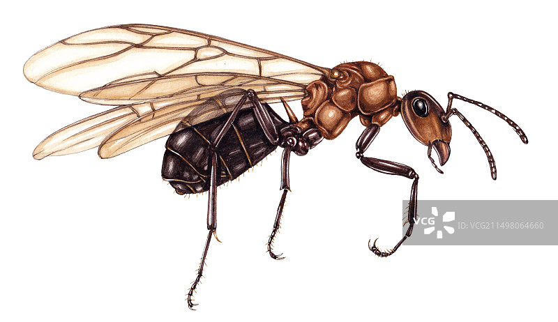 苏格兰红蚁蚁后插画图片素材