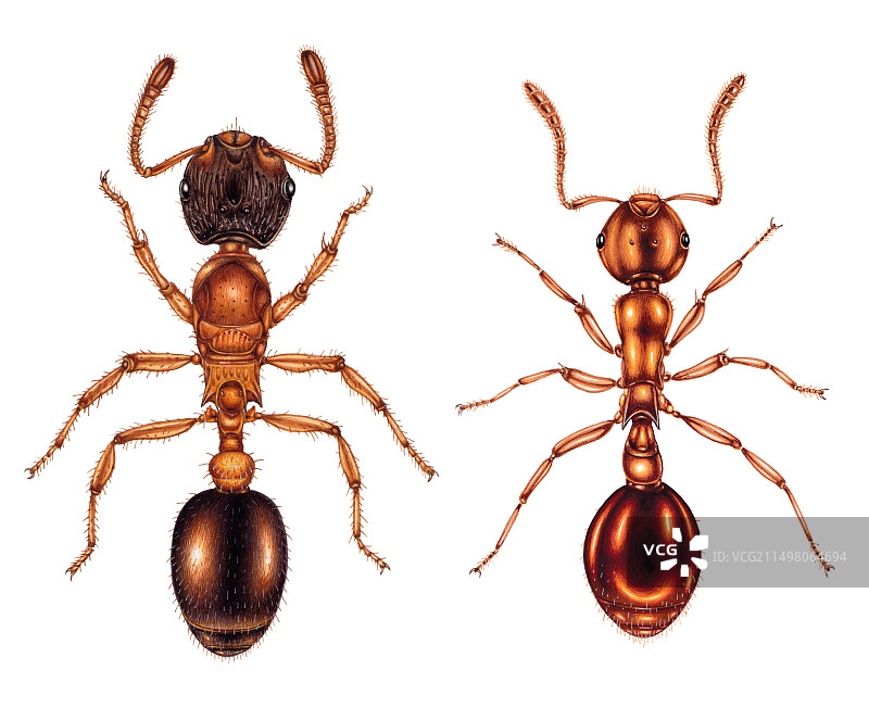 纤细的蚂蚁和闪亮的客人蚂蚁插图图片素材