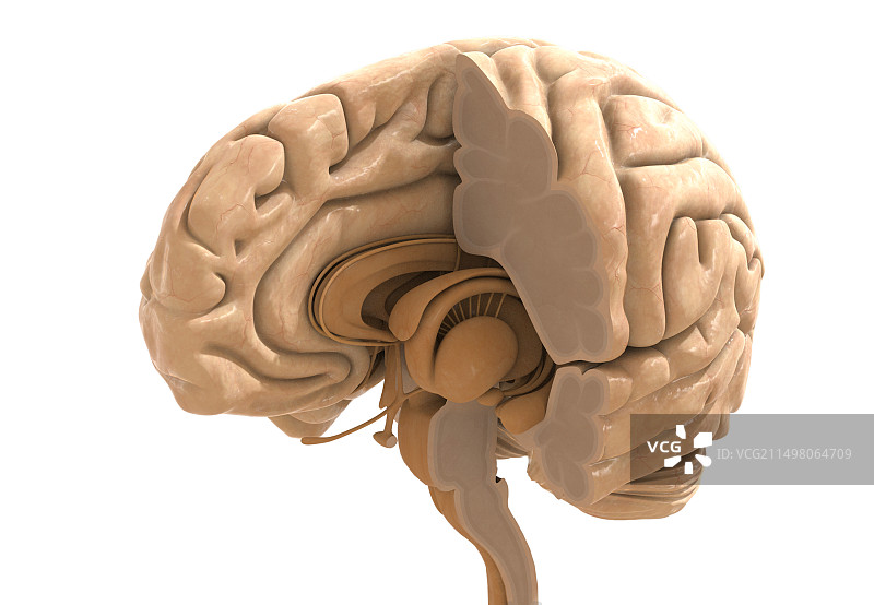 大脑内部结构图图片素材