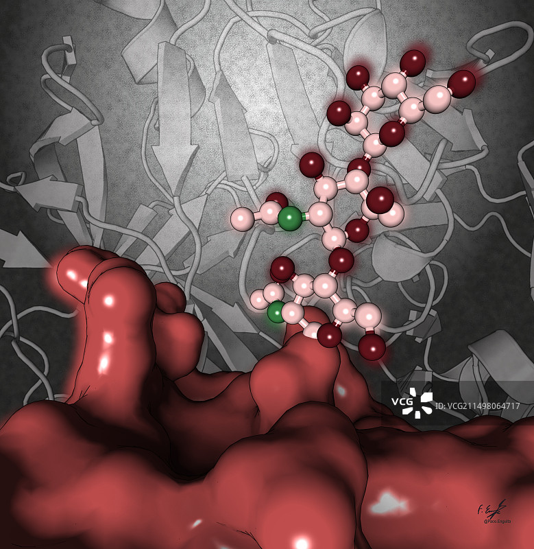 疟疾寄生虫蛋白酶插图图片素材