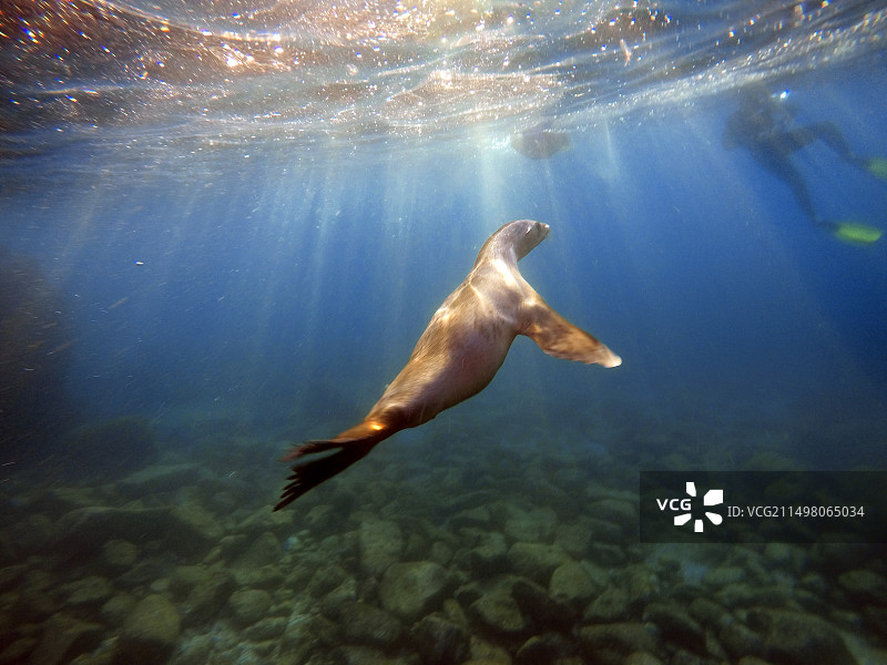 海狮在海中游泳图片素材