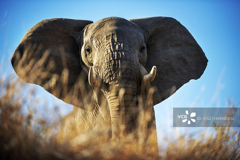 非洲热带草原象图片素材