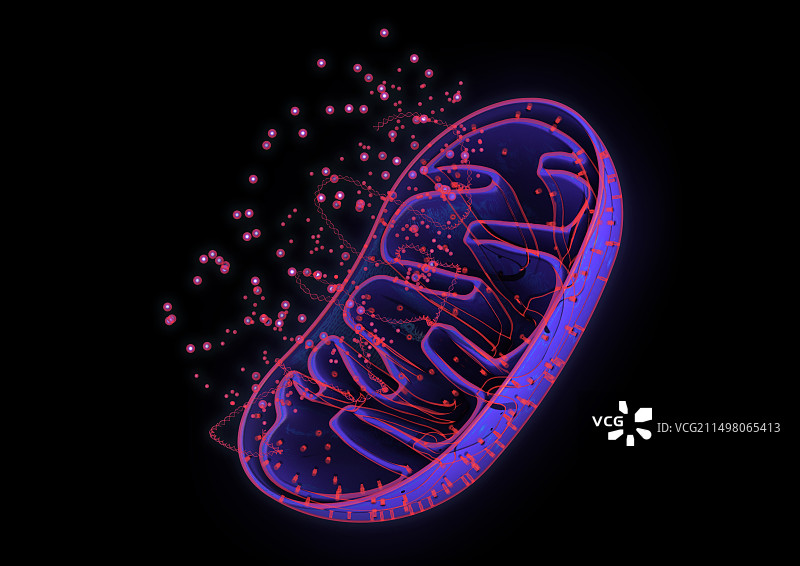 线粒体示意图图片素材