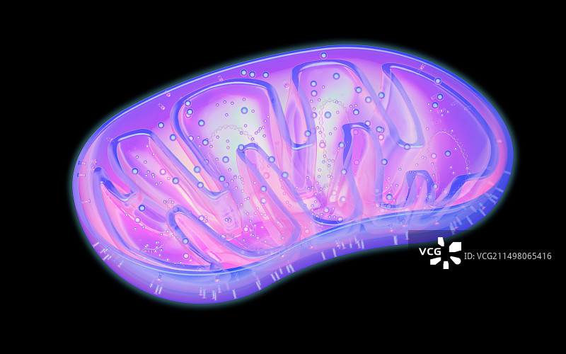 线粒体示意图图片素材