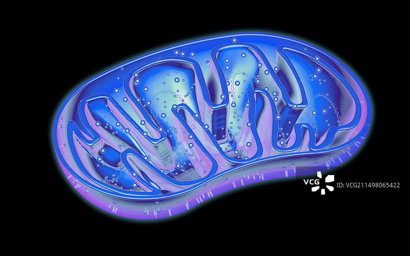 线粒体示意图图片素材