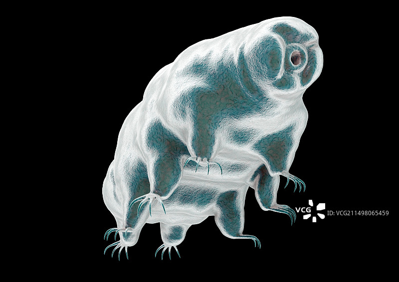 水熊虫插画图片素材