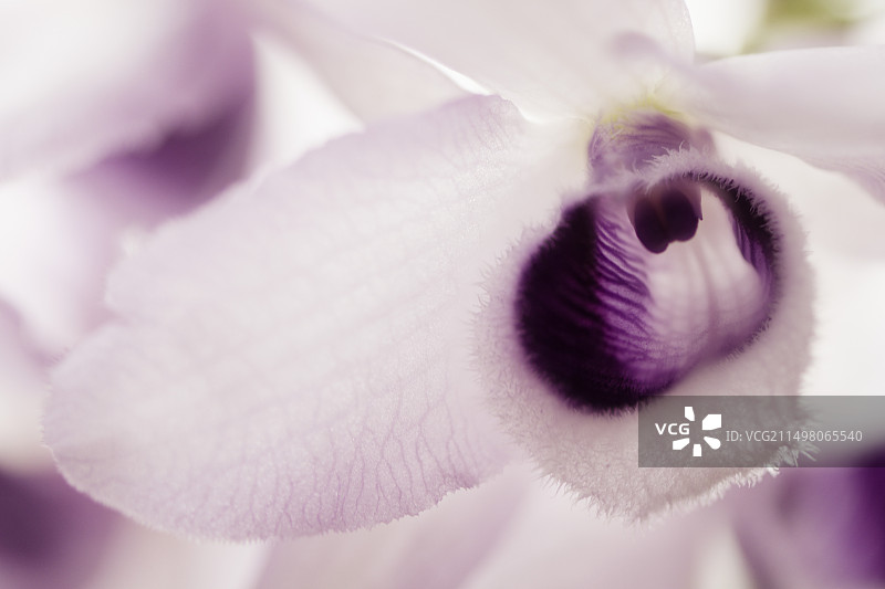 石斛兰花（蓝天使）图片素材