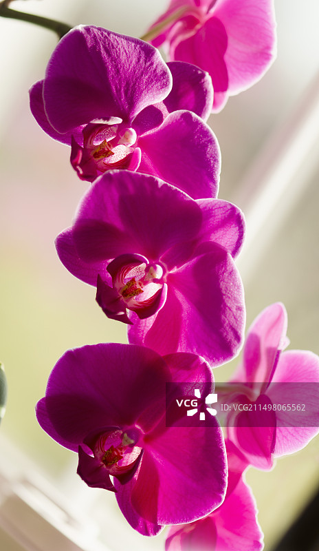 蝴蝶兰I-Hsin芭蕾假日图片素材