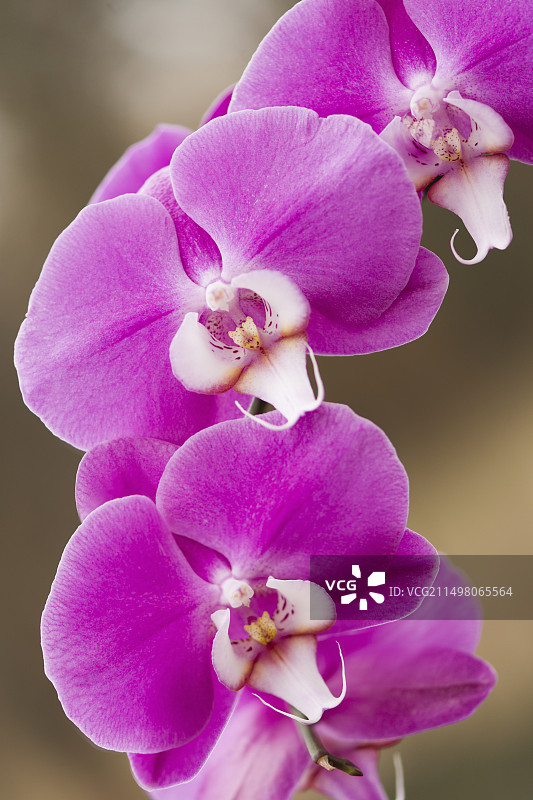 I-Hsin芭蕾假日蝴蝶兰图片素材