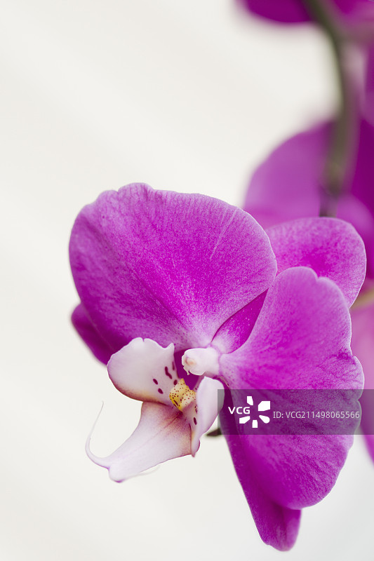 蝴蝶兰I-Hsin芭蕾假日图片素材