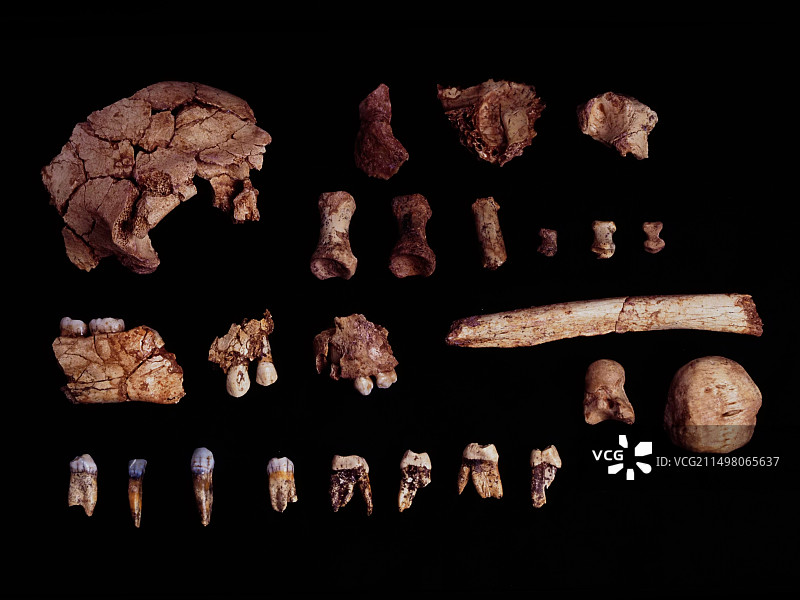 前人化石遗骸图片素材