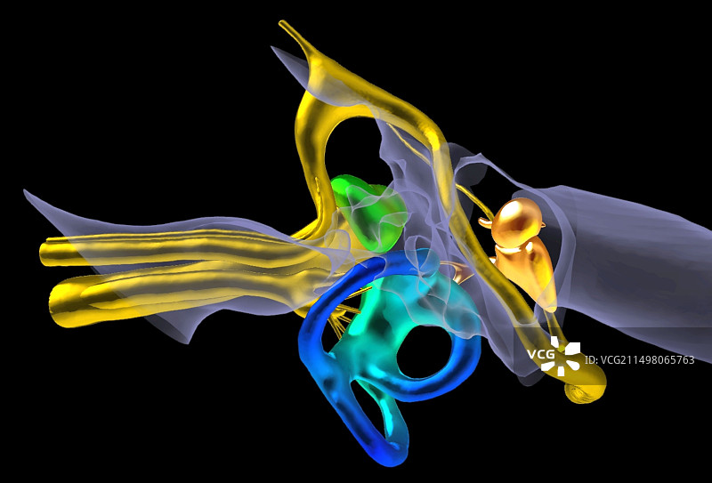 耳朵解剖结构3D CT和MRI扫描图片素材