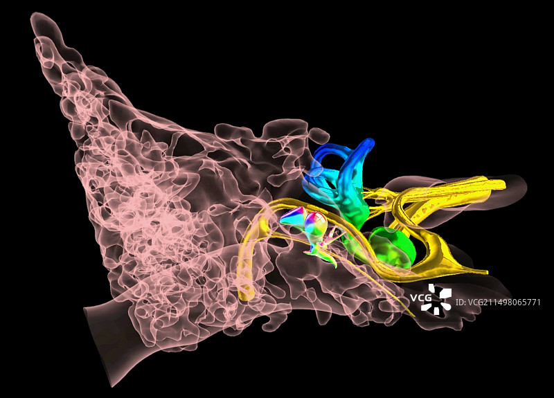耳朵解剖结构3D CT和MRI扫描图片素材