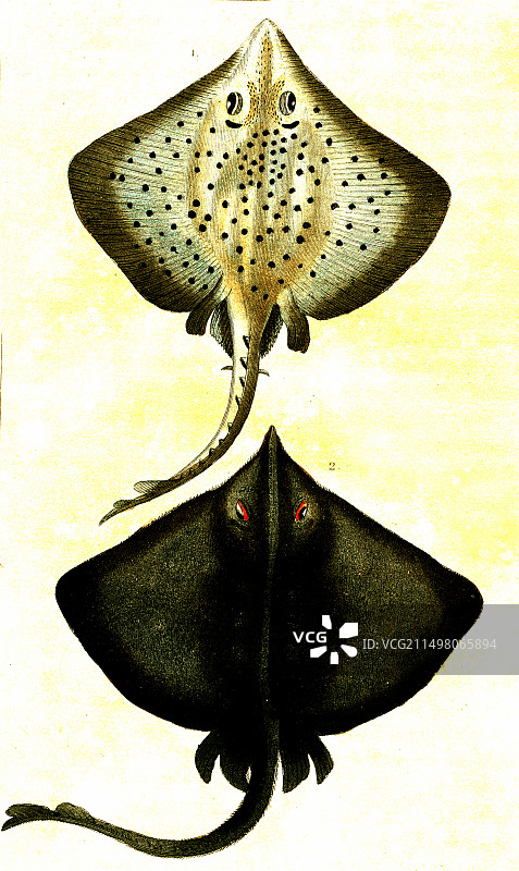 19世纪插画：滑板和鳐鱼图片素材