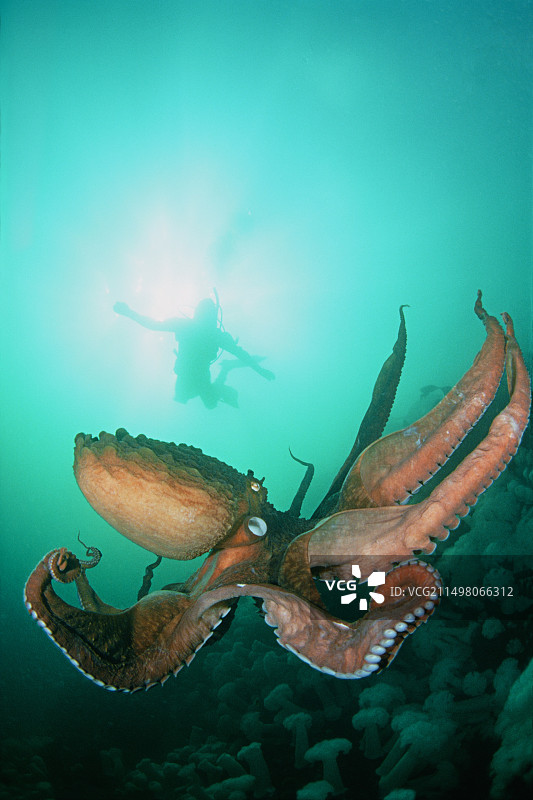巨型太平洋章鱼与潜水员图片素材