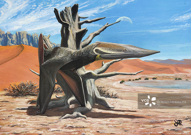 克瑞斯卓龙翼龙插图图片素材