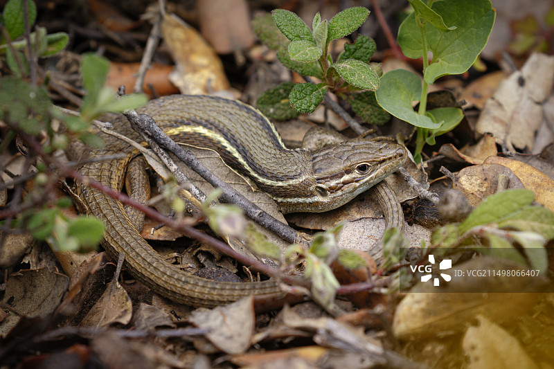 大型沙蜥图片素材