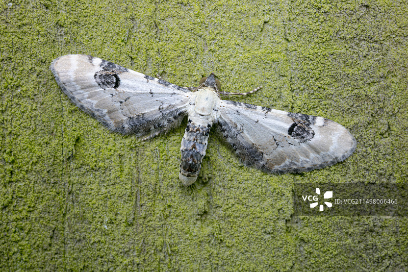 青柠斑点尺蛾图片素材