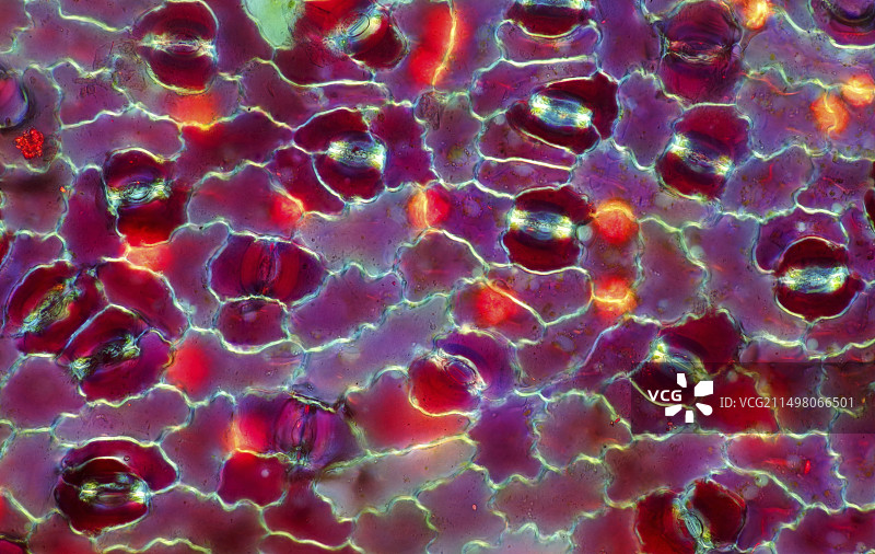 巴豆叶的气孔，光学显微照片图片素材
