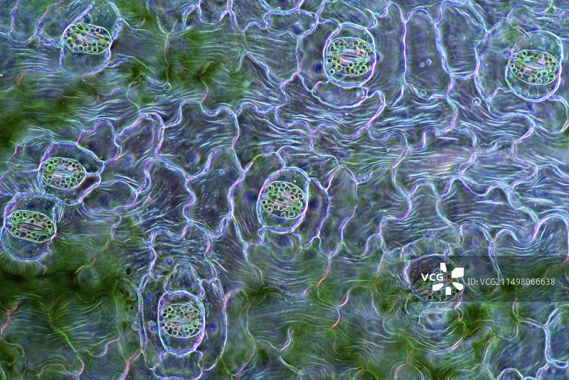 白鹤芋叶表皮气孔显微照片图片素材