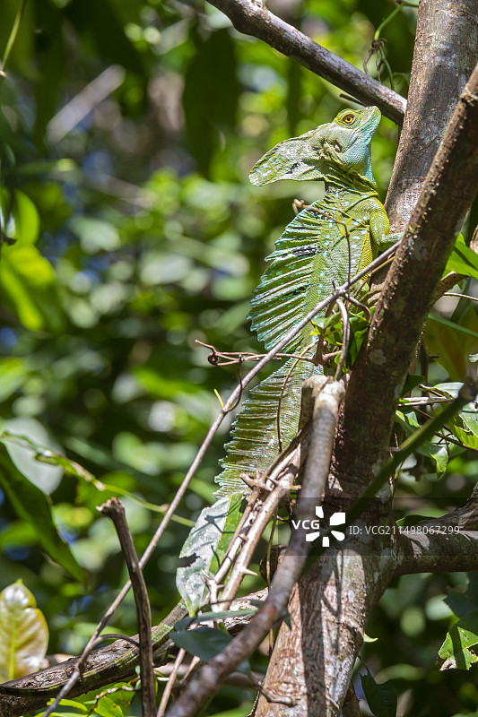 耶稣基督蜥蜴栖息在树枝上图片素材