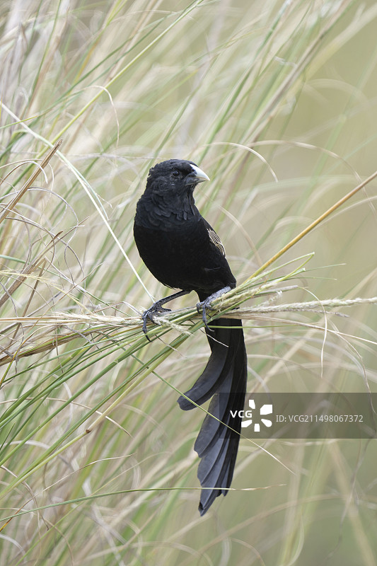 杰克逊寡妇鸟栖息图图片素材