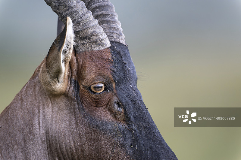托比羚羊图片素材
