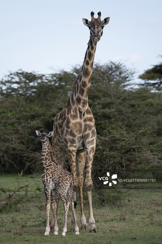 长颈鹿母子图片素材