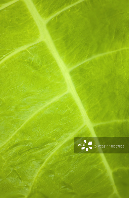 滴水的芋头叶图片素材