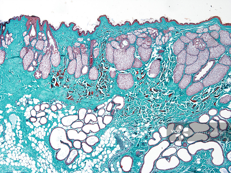 皮肤腺体显微照片图片素材
