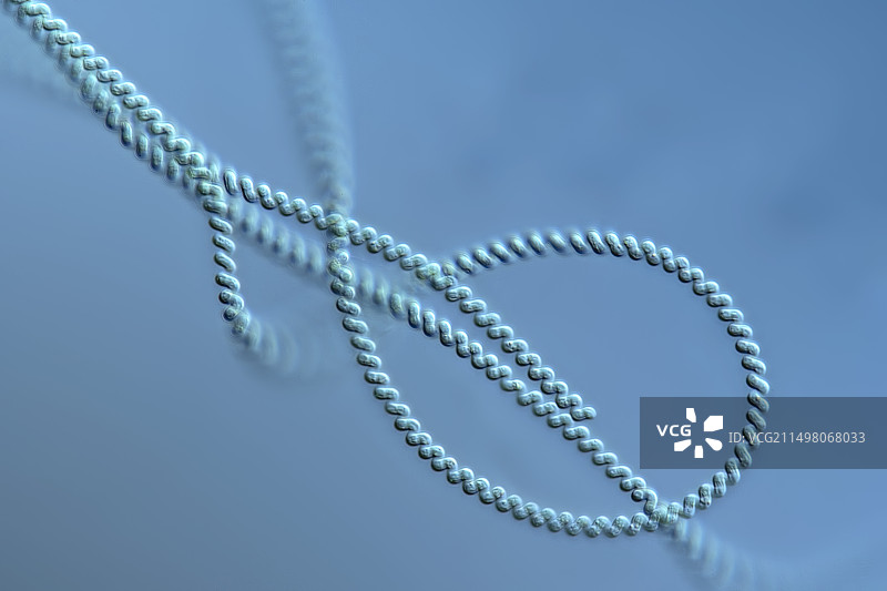 螺旋藻显微照片图片素材