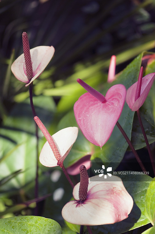 火鹤花盛开图片素材