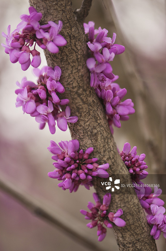 红花玉兰树盛开图片素材