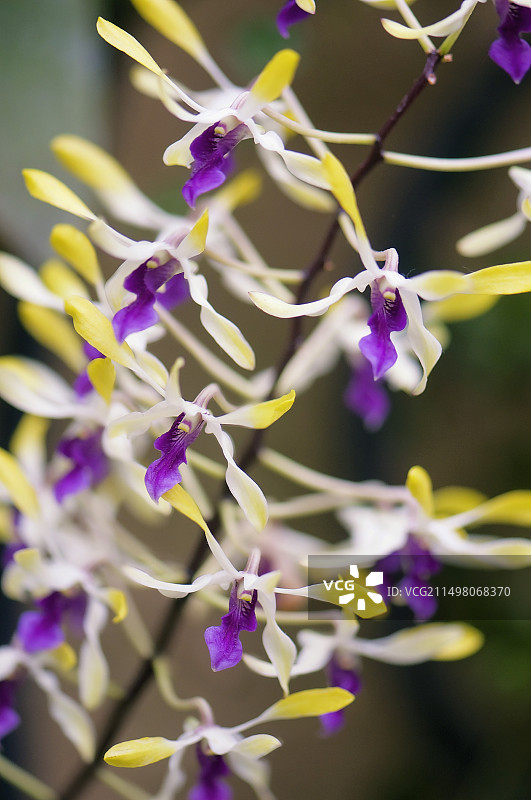 石斛兰（精灵公主）花图片素材
