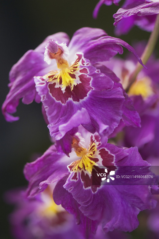 Odontoglossum兰花图片素材