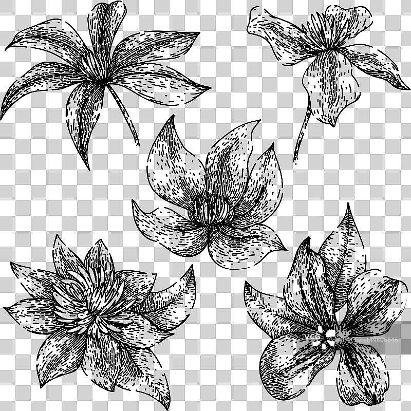 手绘铁线莲草图图片素材