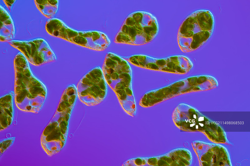 眼虫藻类，光学显微照片图片素材