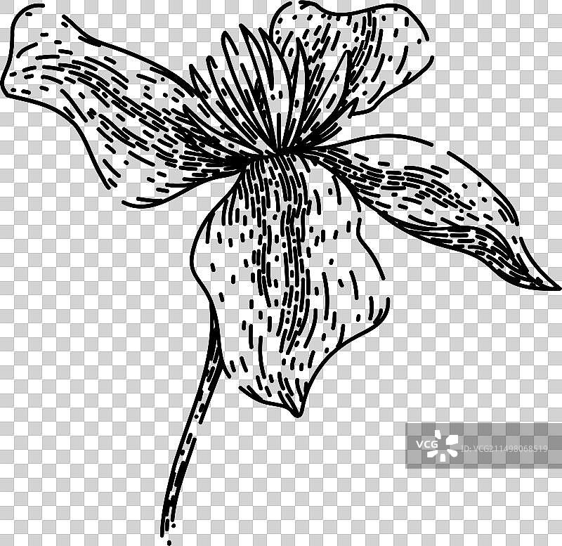 粉色铁线莲手绘草图图片素材