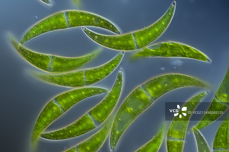 月牙藻显微照片图片素材