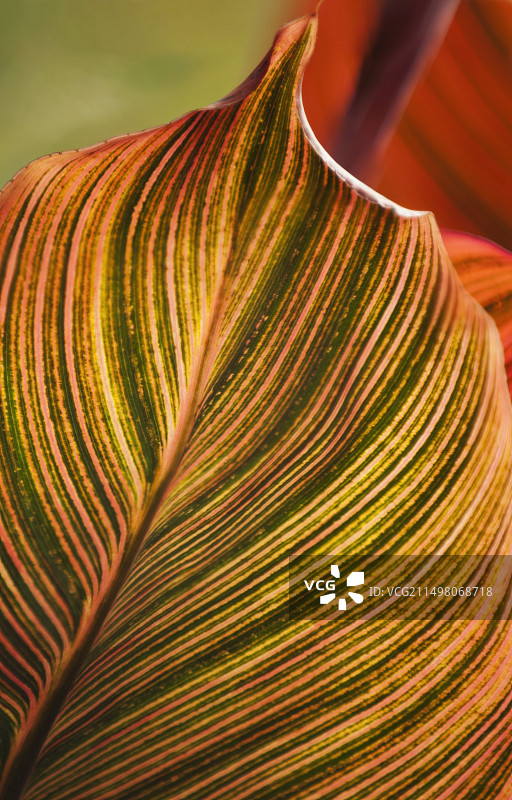 美人蕉(美人蕉属)叶图片素材