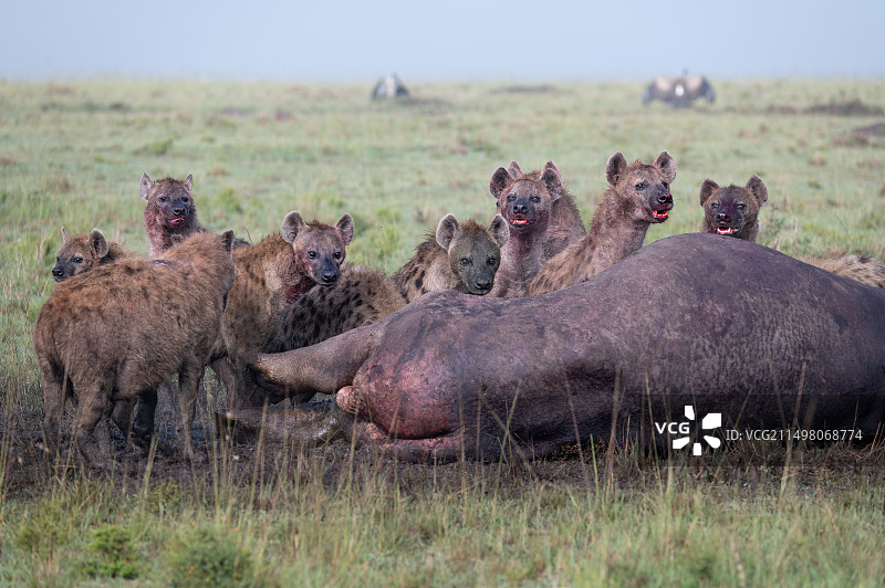 正在捕食猎物的斑鬣狗图片素材