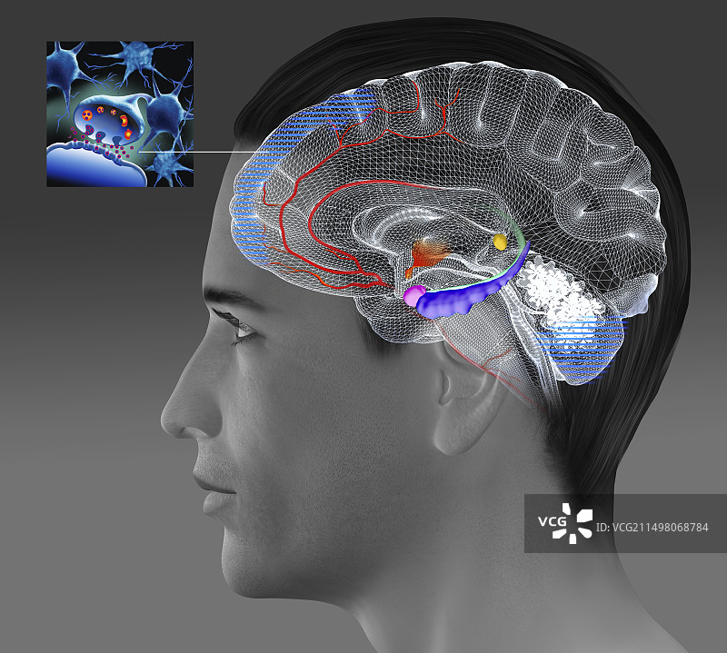 运动对阿尔茨海默病患者大脑的影响图片素材