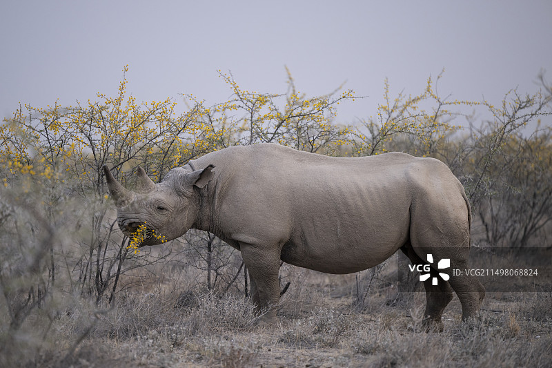 黑犀牛在吃草图片素材