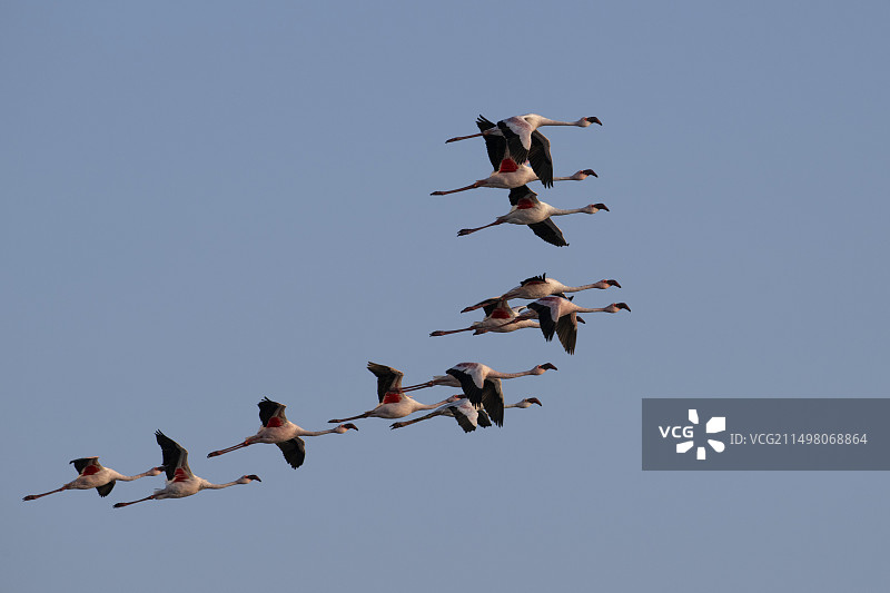 成群飞行的小红鹳图片素材