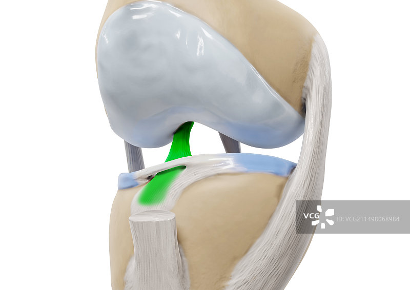 前交叉韧带（不含髌骨）插图图片素材