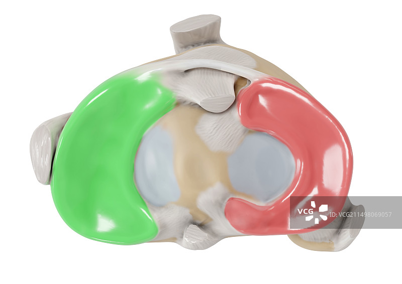 内侧半月板和外侧半月板,图示图片素材