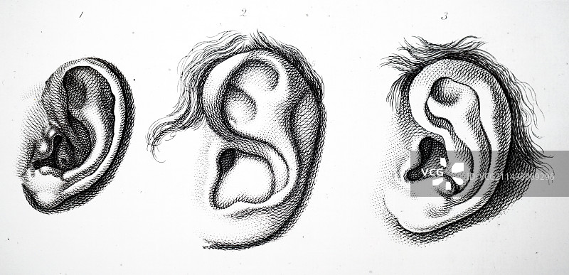 外耳示意图图片素材