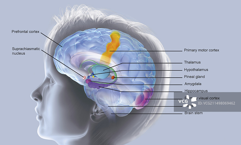 梦境中的大脑活动插图图片素材