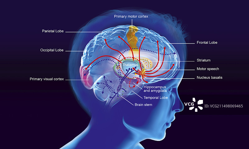 REM睡眠时的大脑活动图解图片素材